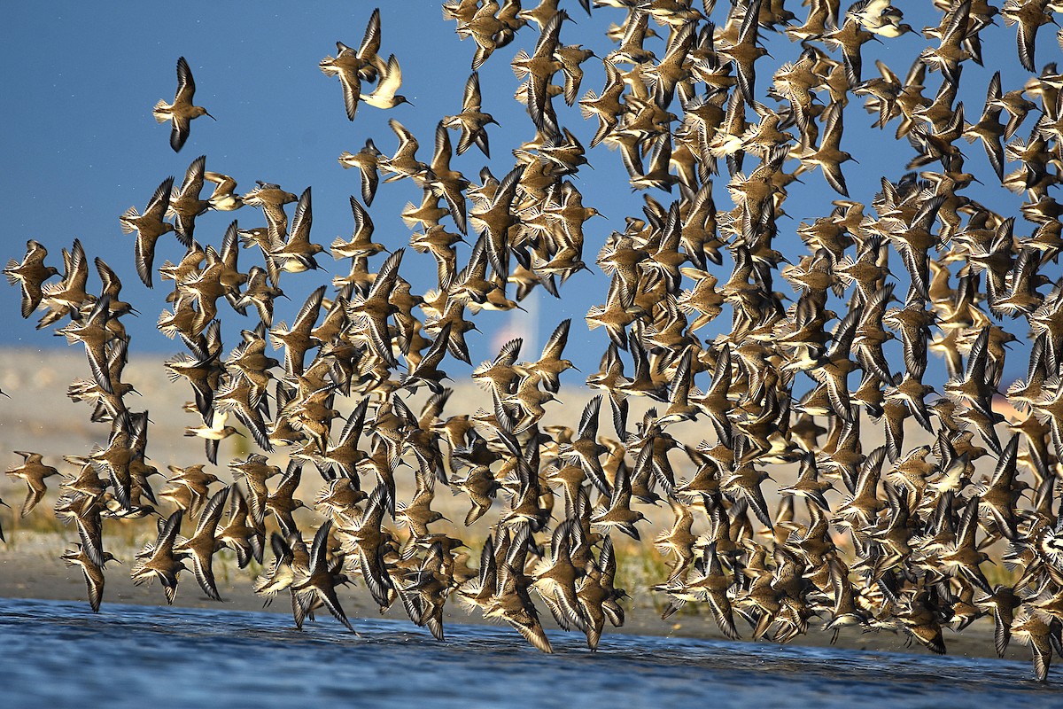 Piovanello pancianera - ML644817381