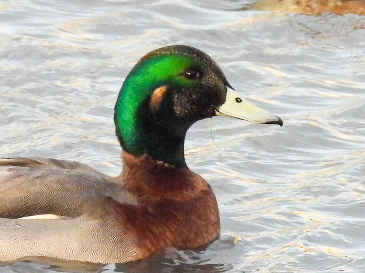 amerikablesand x stokkand (hybrid) - ML644817383