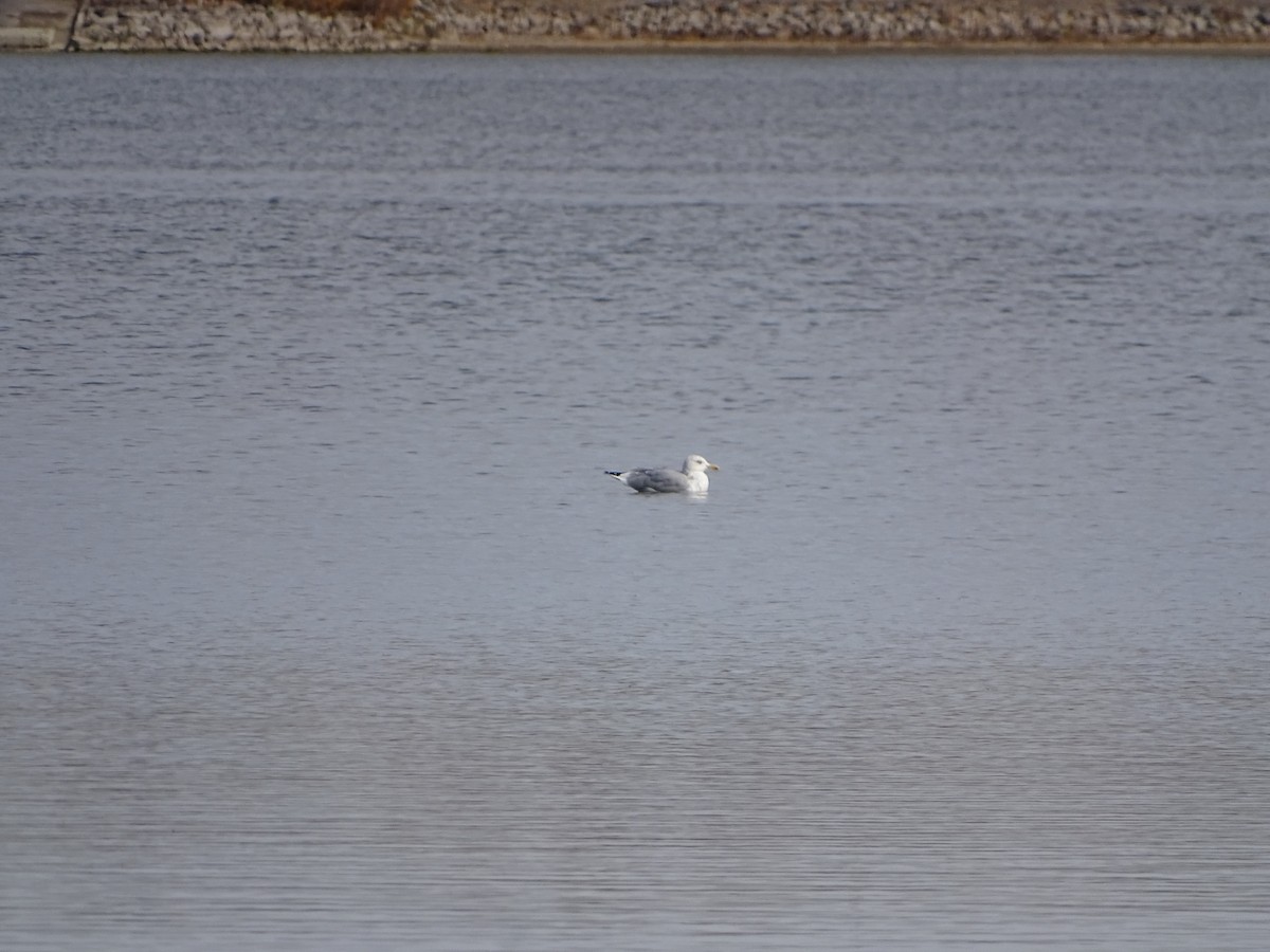American Herring Gull - ML644817385