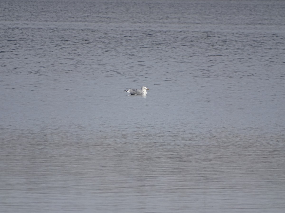 American Herring Gull - ML644817386