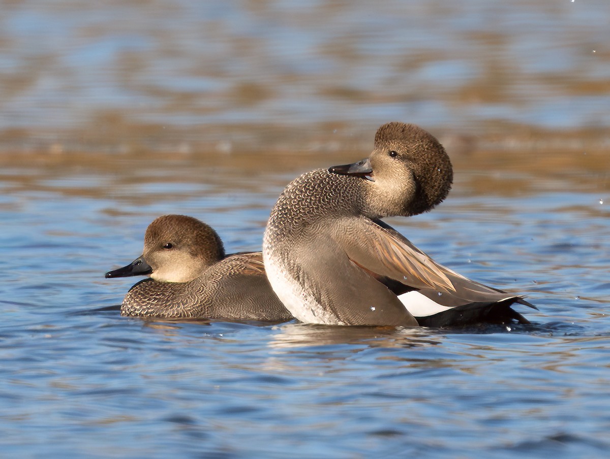 Серая утка - ML644817387