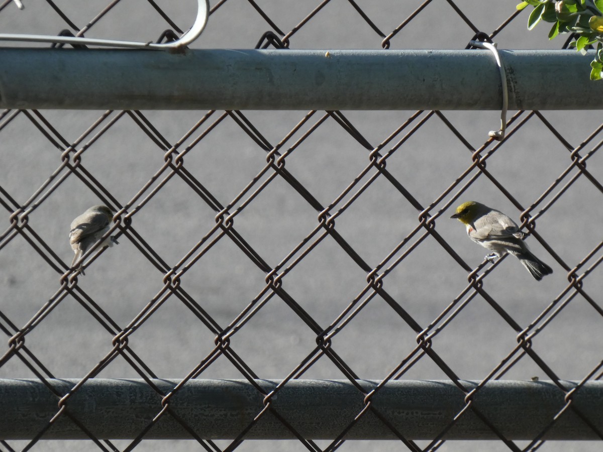 Verdin - ML644817388