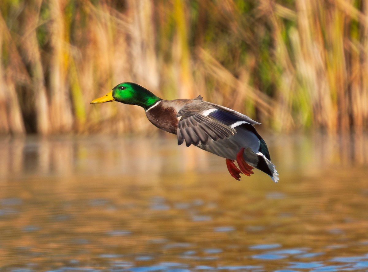 Mallard - ML644817395