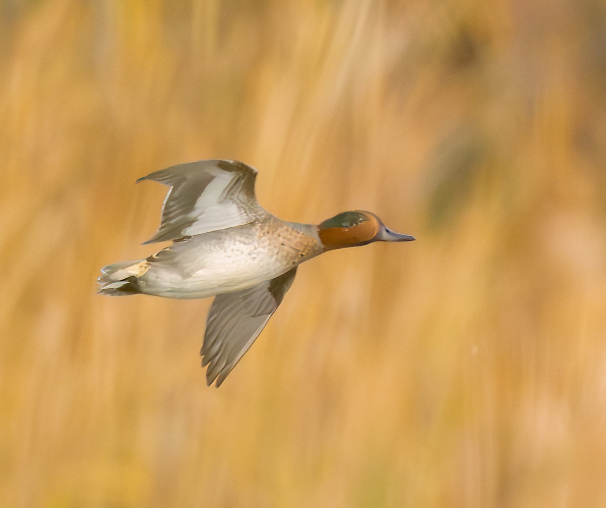 Green-winged Teal - ML644817399