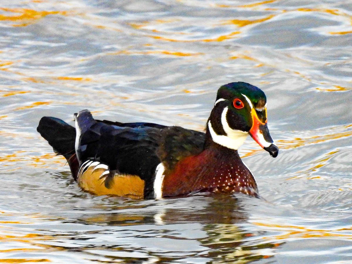 brudeand - ML644817400