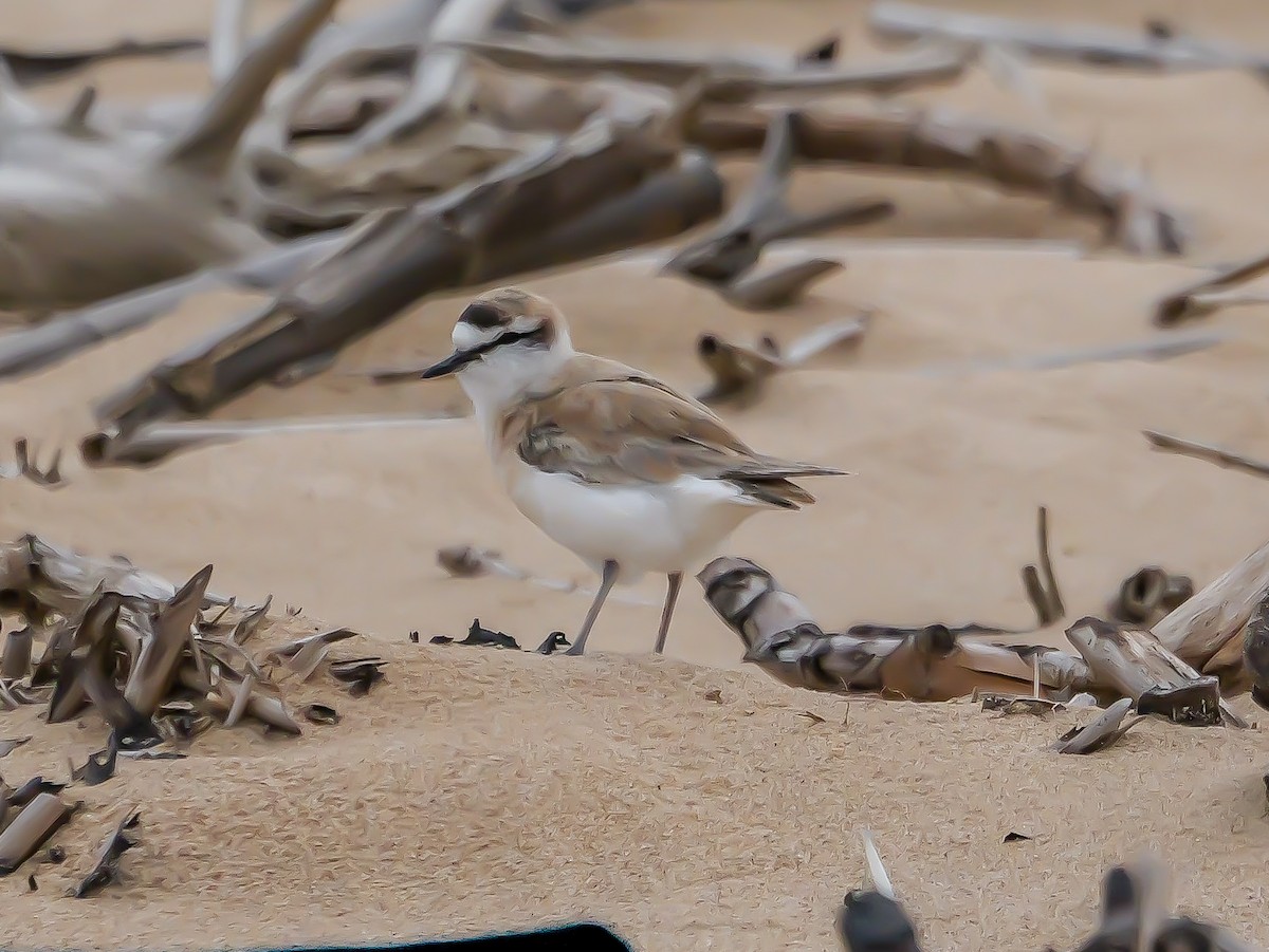 White-fronted Plover - ML644817401
