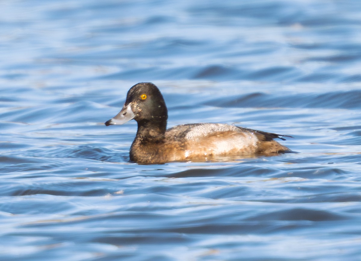 Lesser Scaup - ML644817406