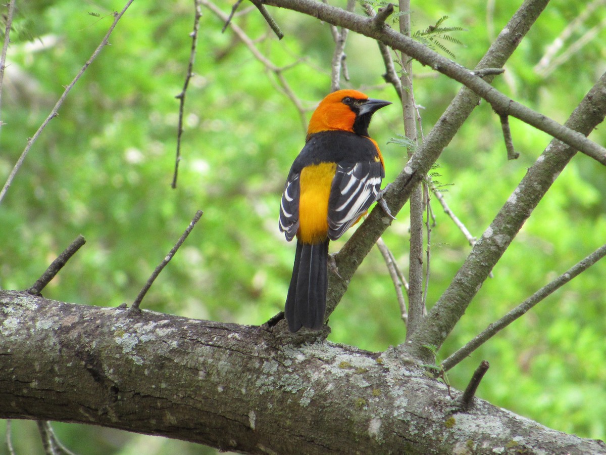 Altamira Oriole - ML644817442