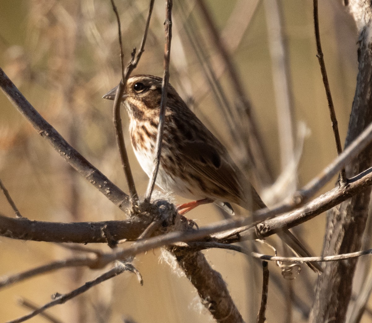 Song Sparrow - ML644817447