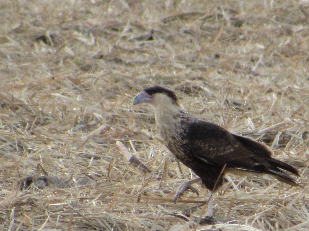 Schopfkarakara (Nordkarakara) - ML644817469