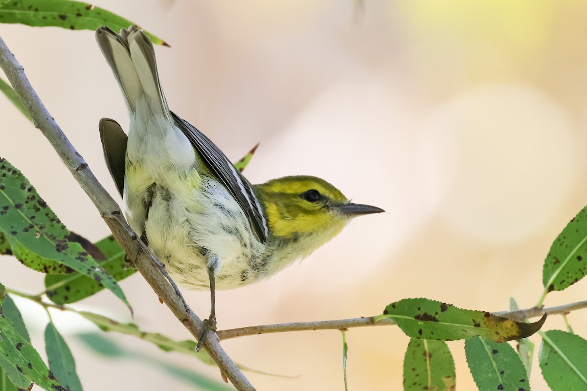 Black-throated Green Warbler - ML644817500