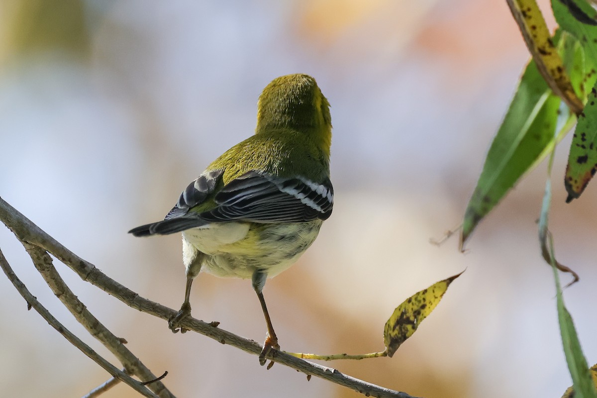 Black-throated Green Warbler - ML644817502