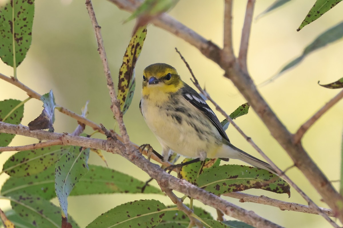 Black-throated Green Warbler - ML644817504