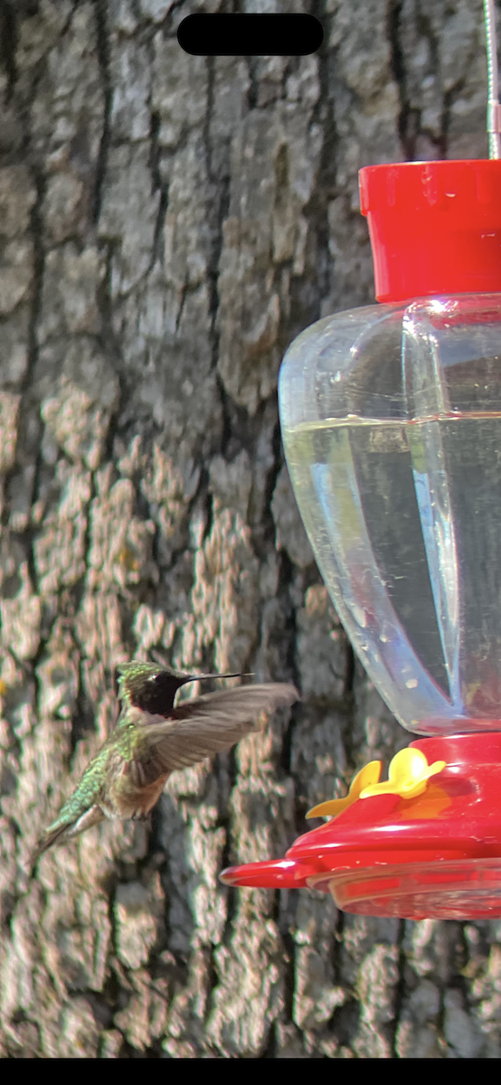 Рубиновогорлый колибри - ML644817508