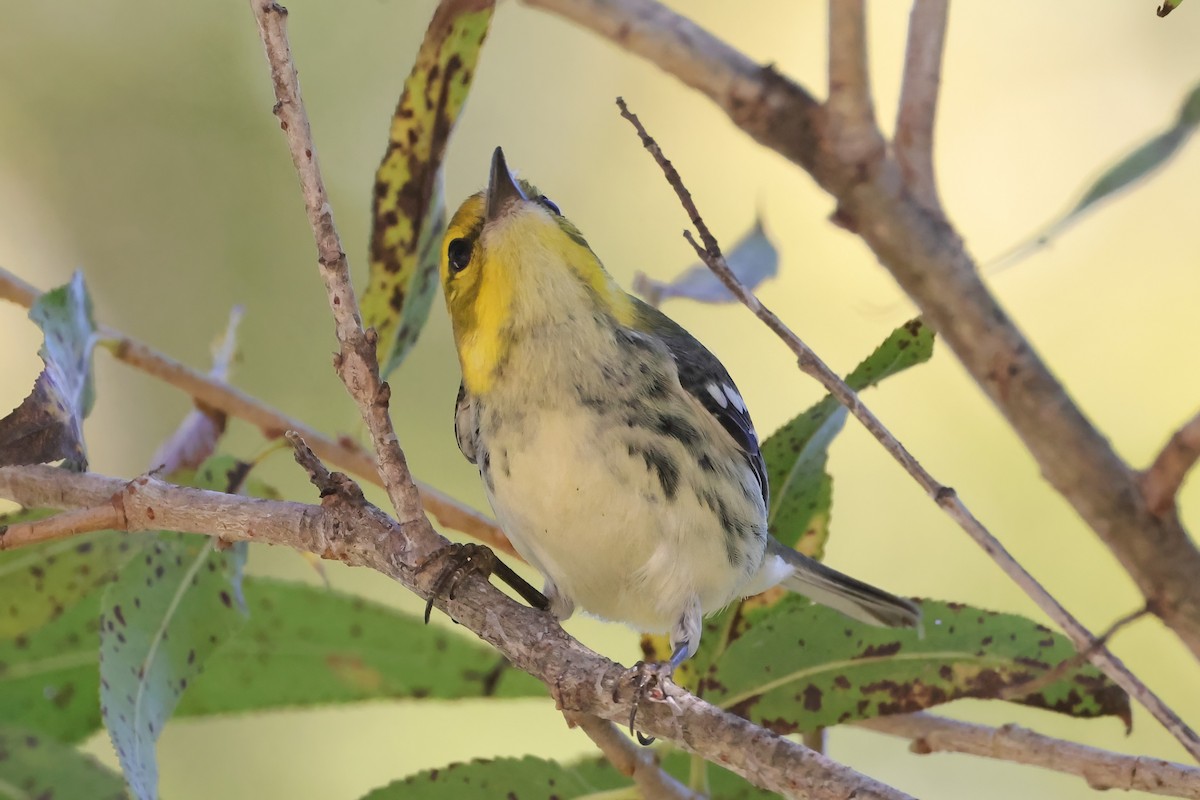 Black-throated Green Warbler - ML644817509