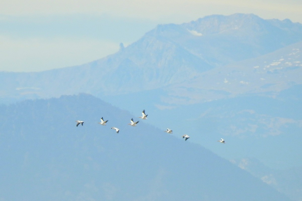 Amerika Pelikanı - ML644817520