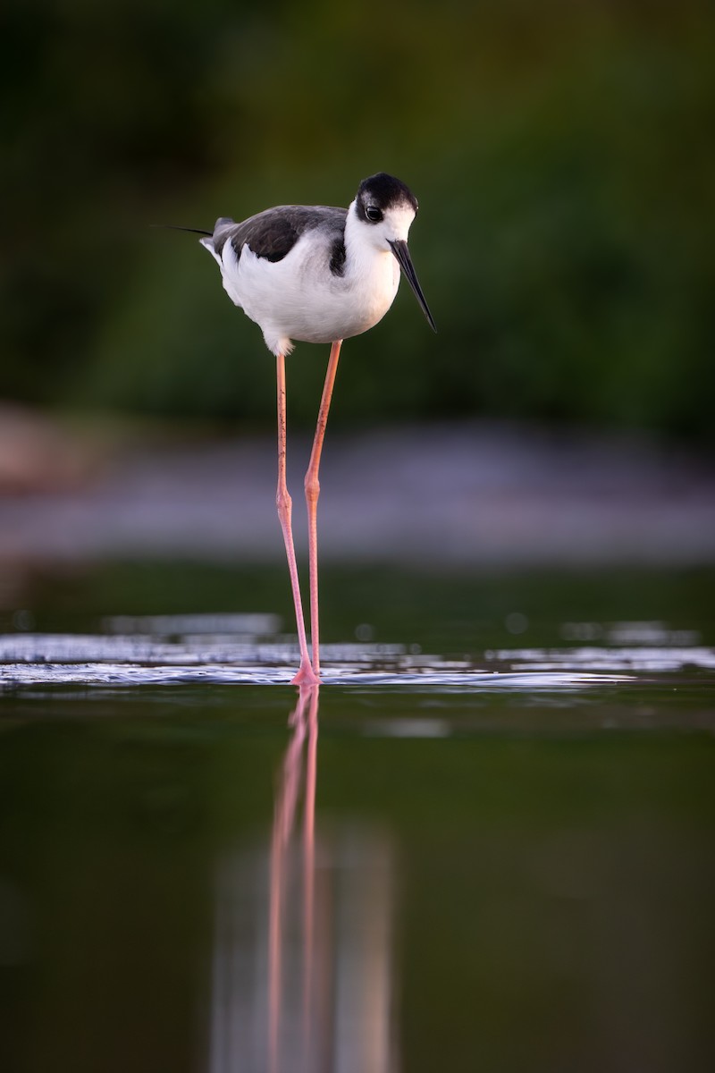 Black-necked Stilt - ML644817551