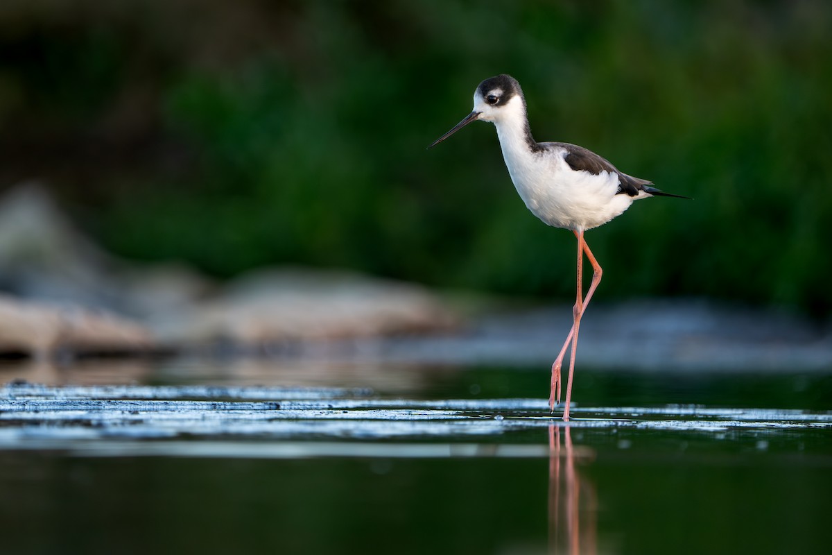 Black-necked Stilt - ML644817552