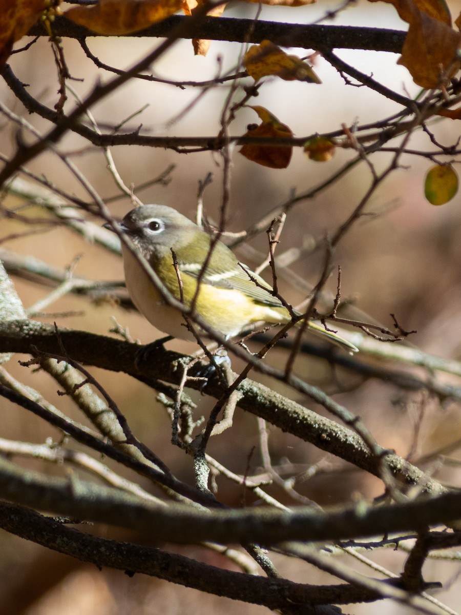 Blue-headed Vireo - ML644817560