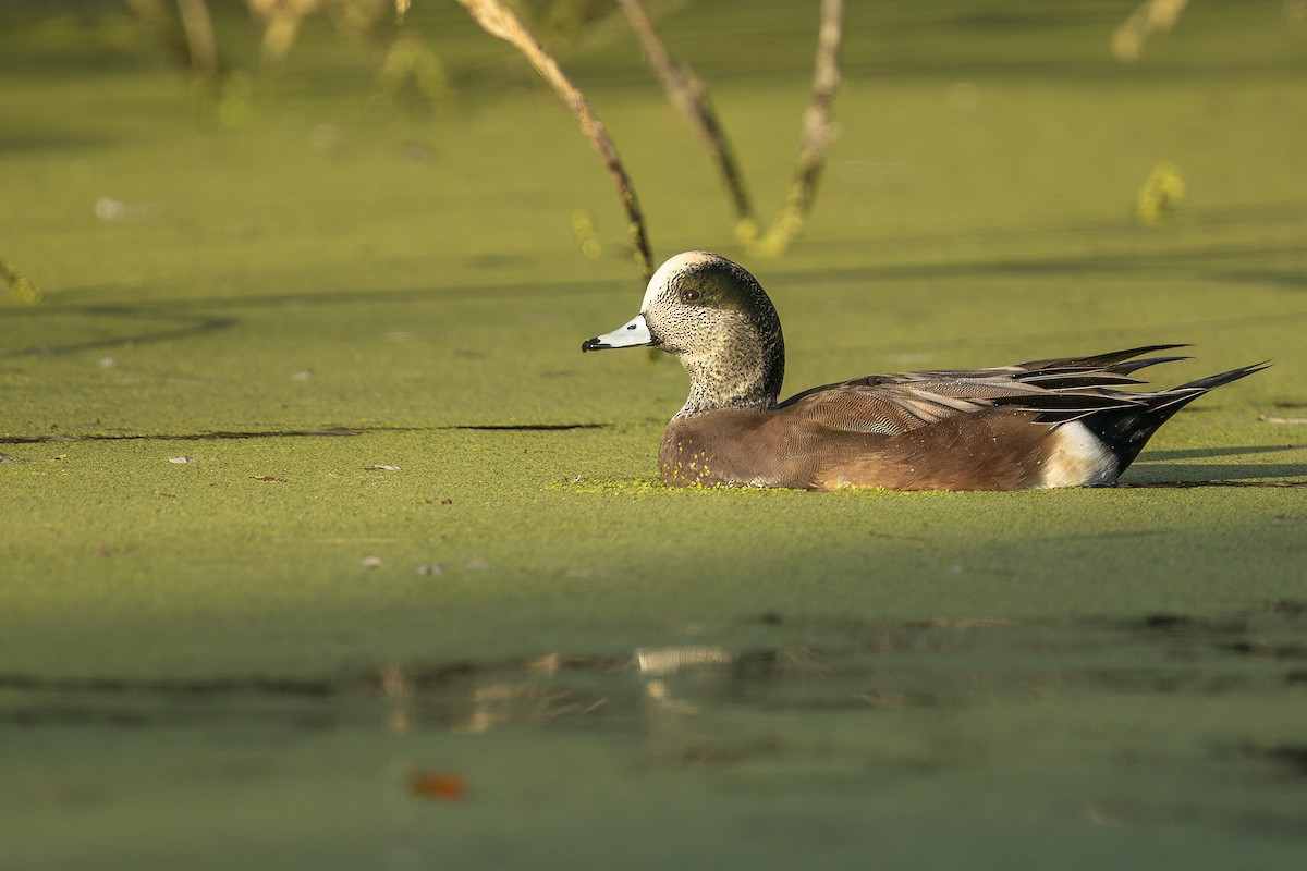 Ahate txistulari amerikarra - ML644817568