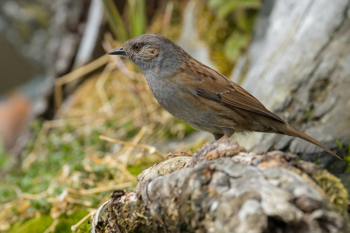 Accenteur mouchet - ML644817569