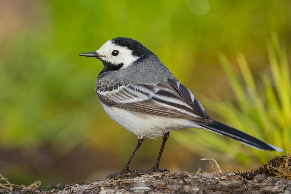 konipas bílý - ML644817571