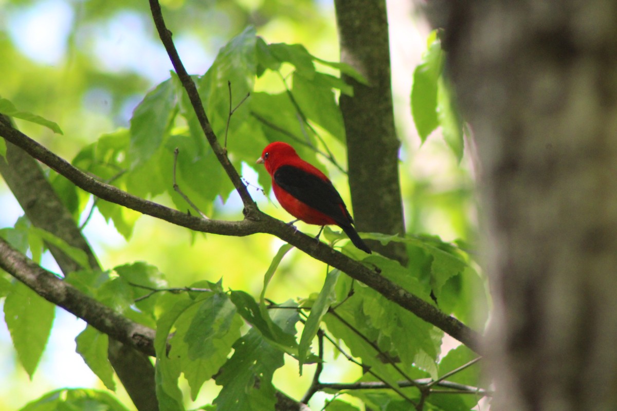 rødpiranga - ML644817574