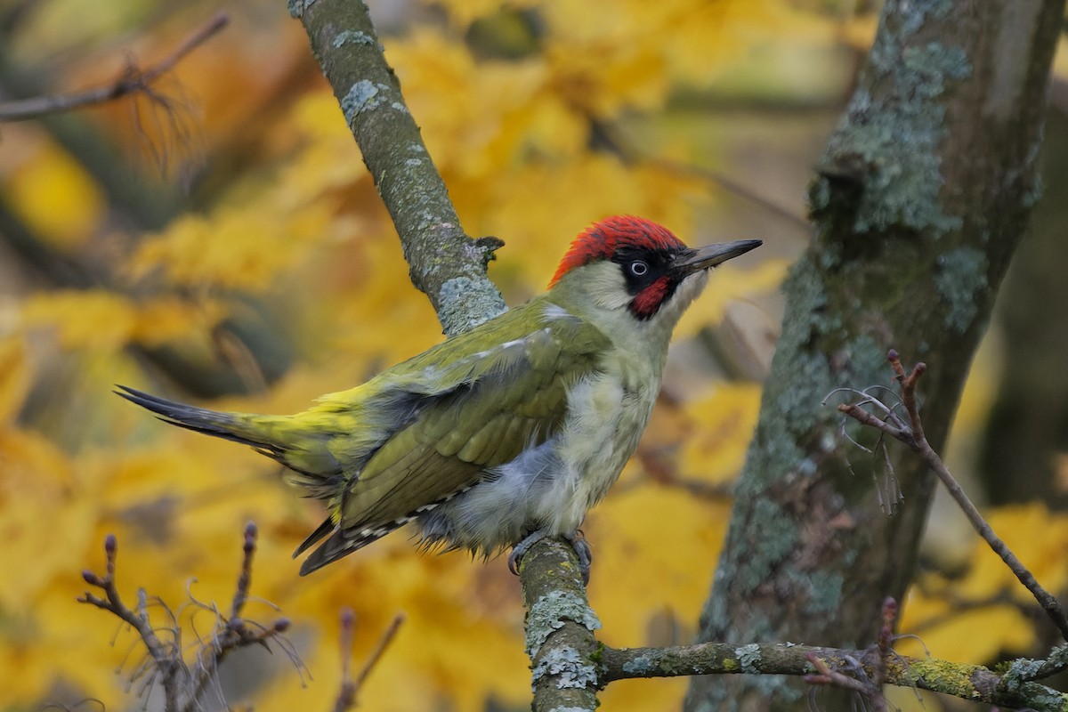 נקר ירוק - ML644817586