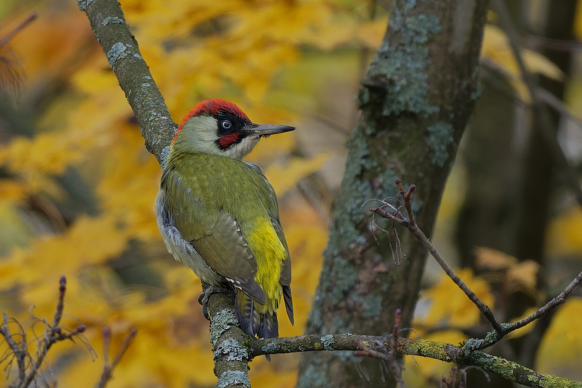 נקר ירוק - ML644817588