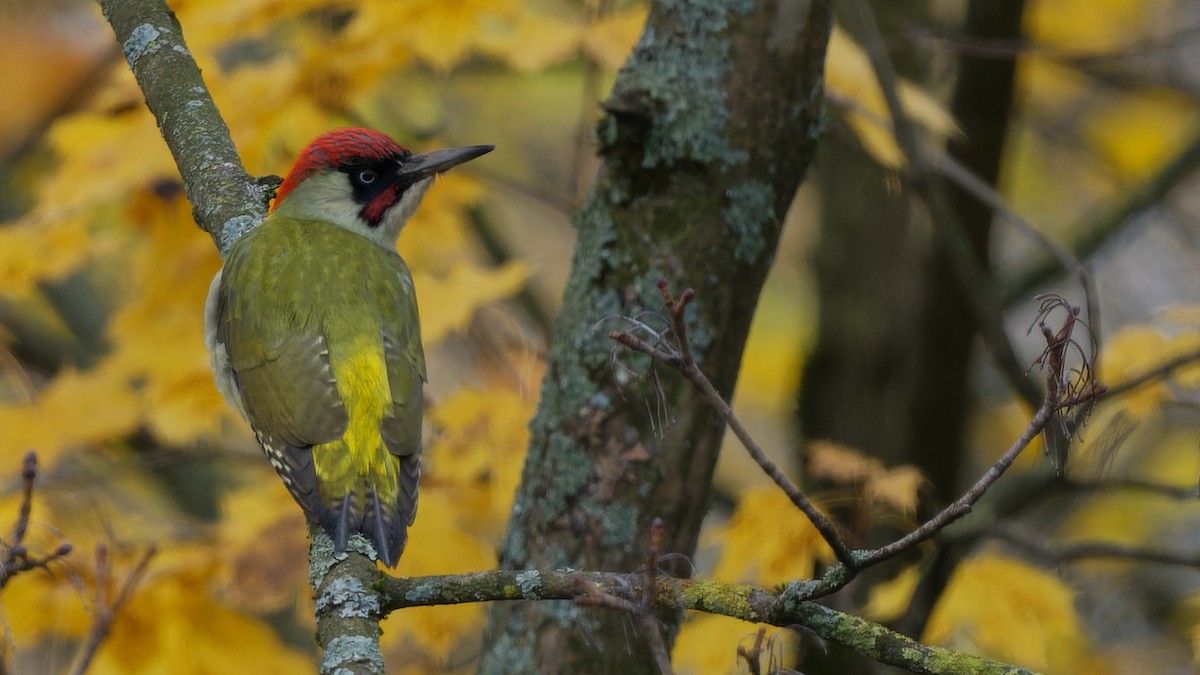 נקר ירוק - ML644817589