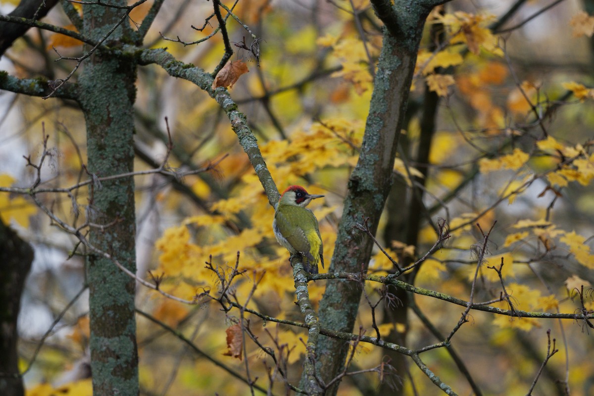 נקר ירוק - ML644817590