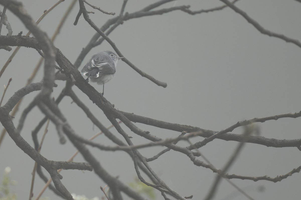 Blue-gray Gnatcatcher - ML644817629