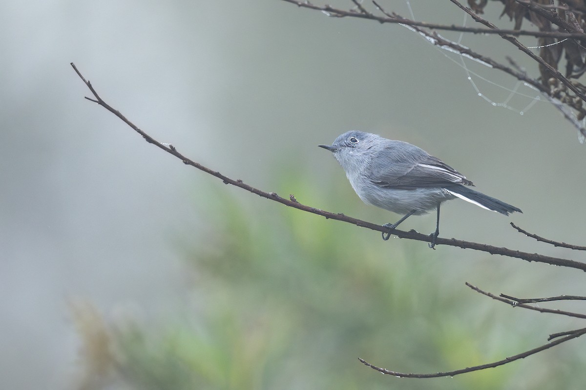 Blue-gray Gnatcatcher - ML644817630