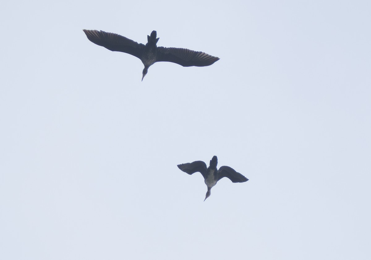 kormorán velký - ML644817632