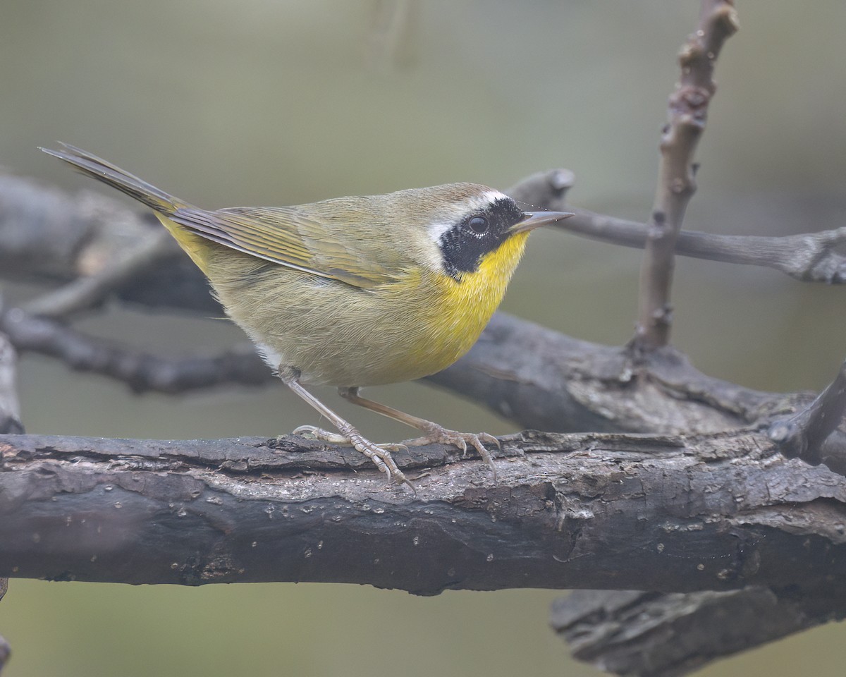 Common Yellowthroat - ML644817639