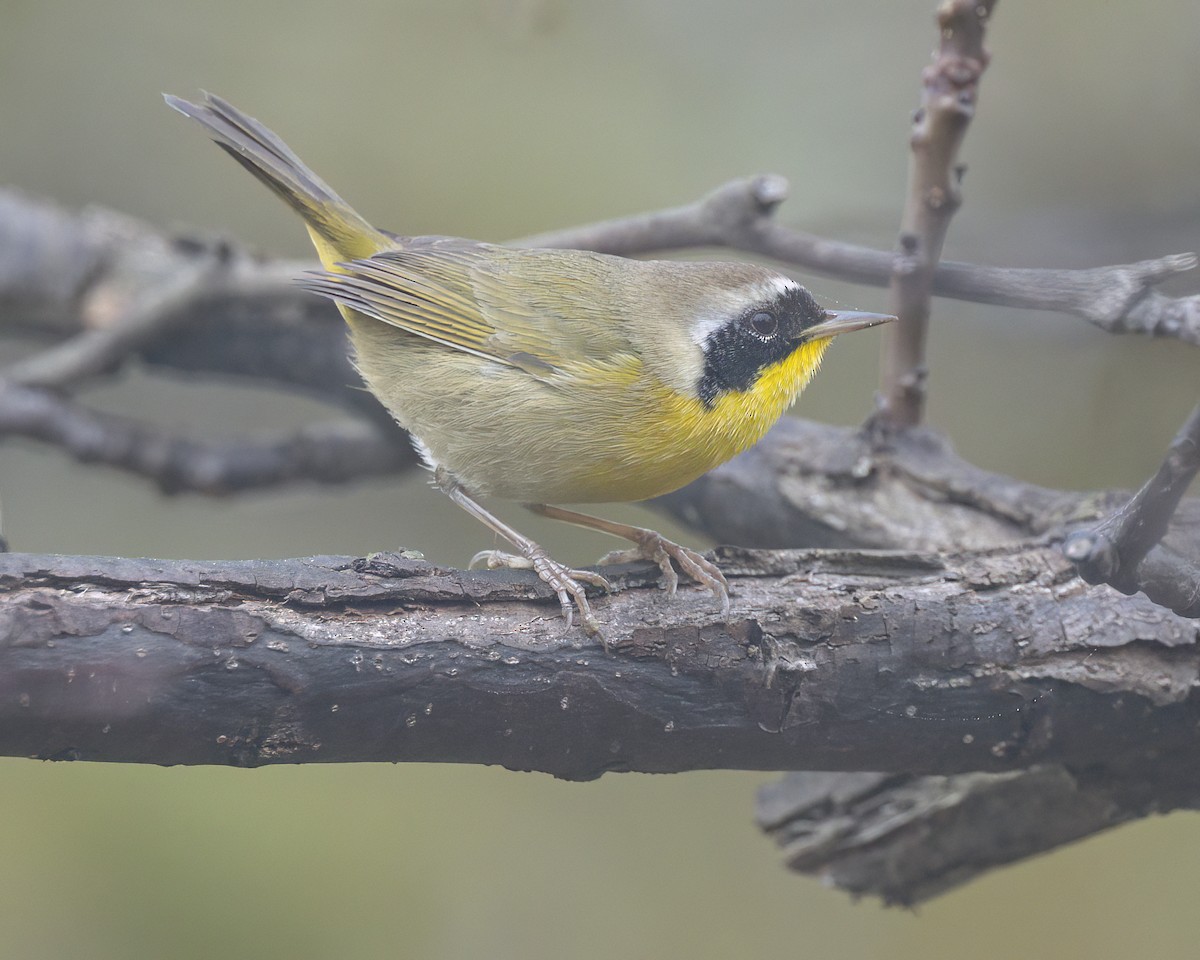 Common Yellowthroat - ML644817640