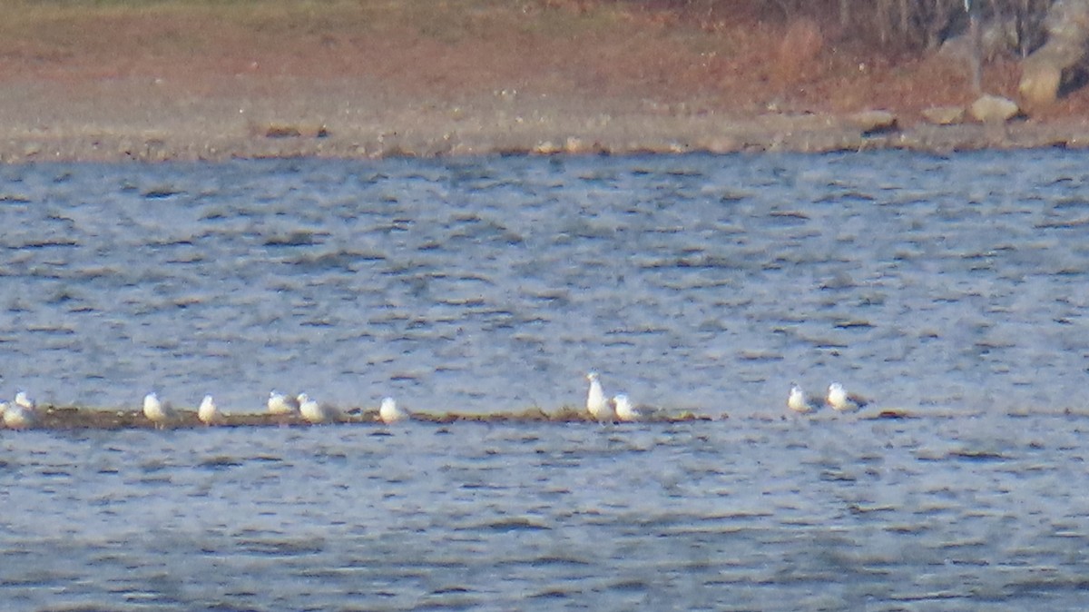 tanımsız Larinae sp. - ML644817650