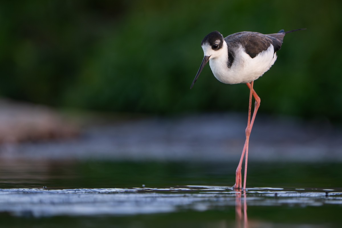 Black-necked Stilt - ML644817661