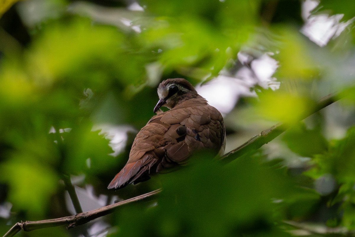 Tambourine Dove - ML644817663