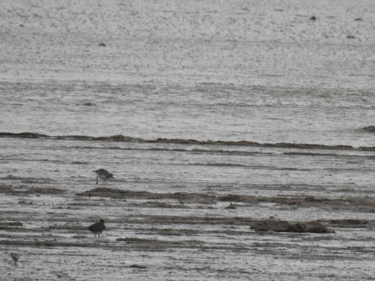 ダイゼン - ML644817667