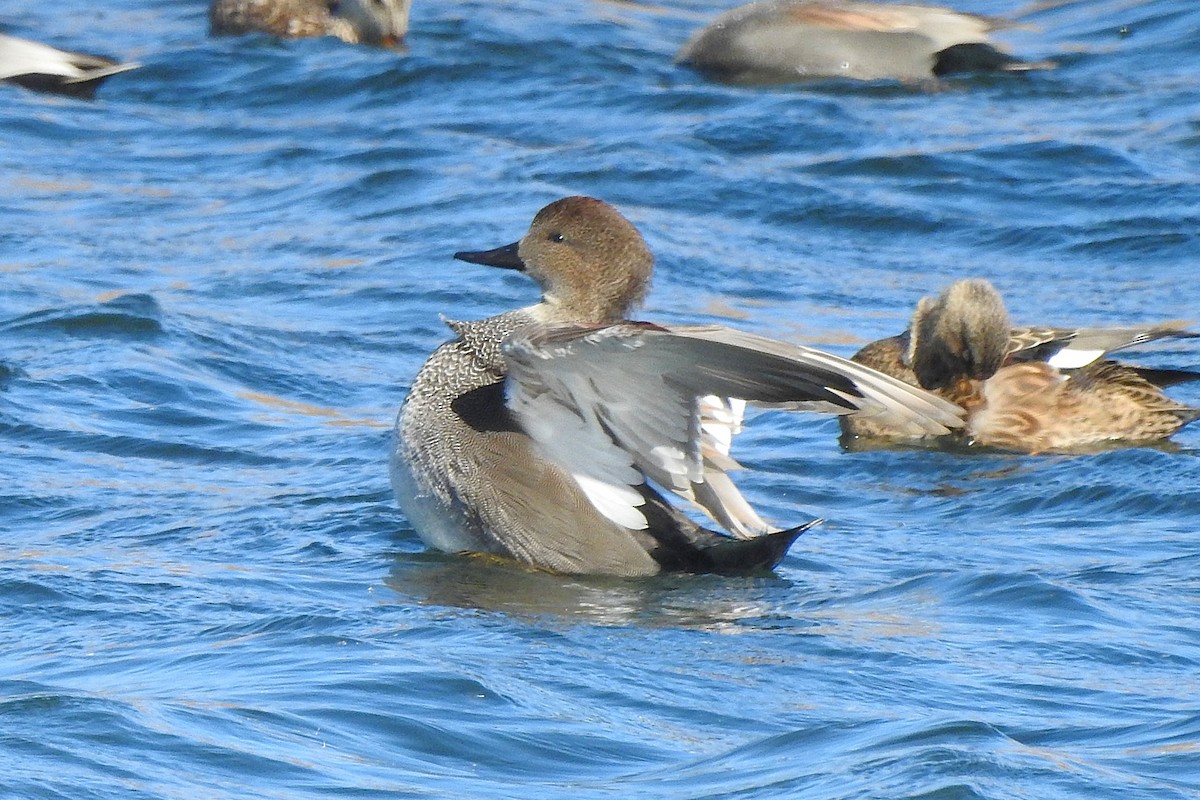 Серая утка - ML644817670