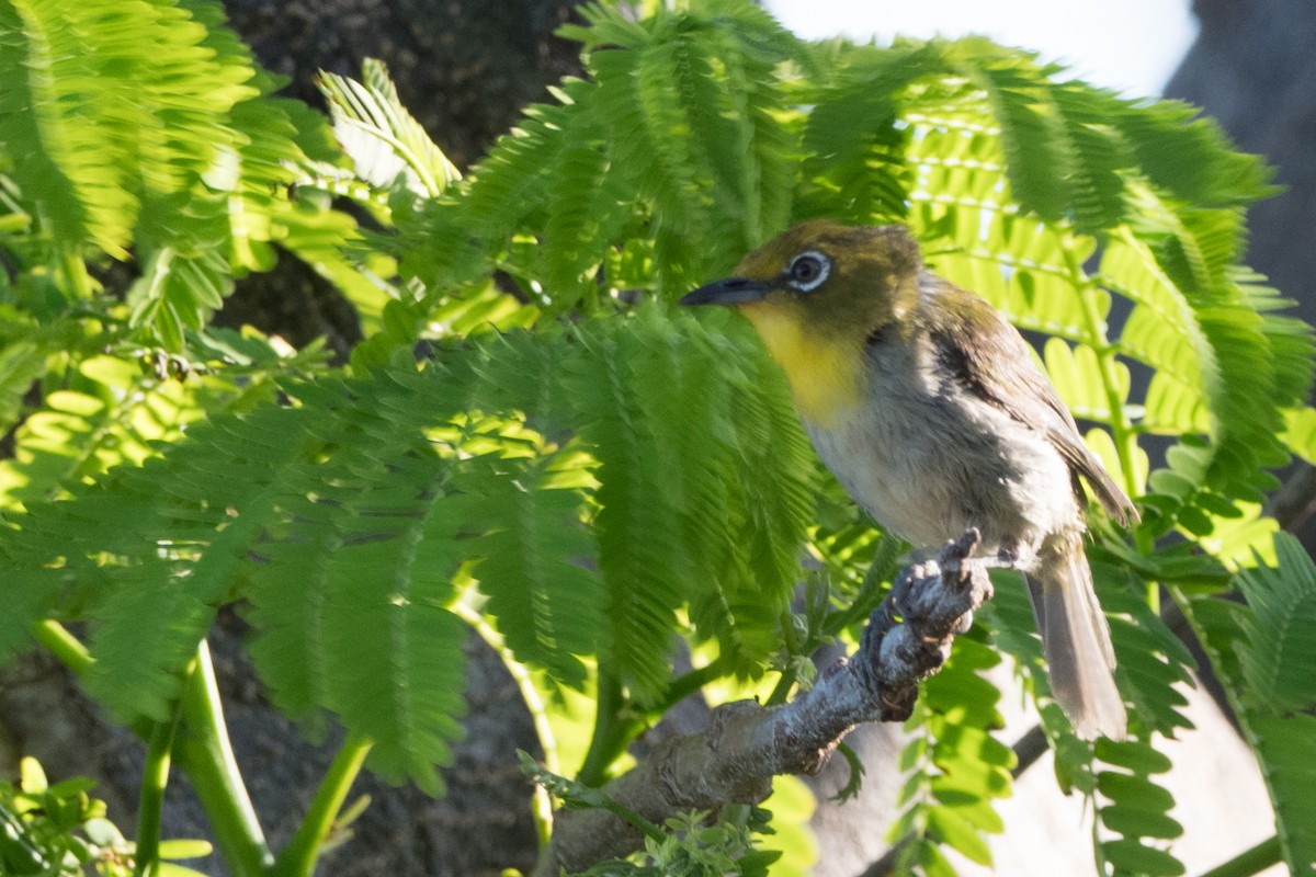 メジロ - ML644817674