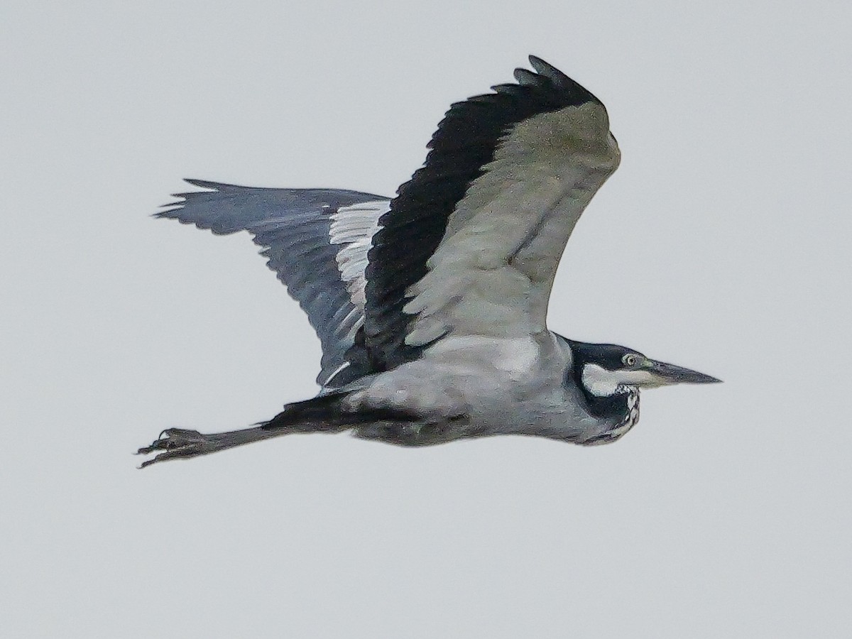 Héron mélanocéphale - ML644817687