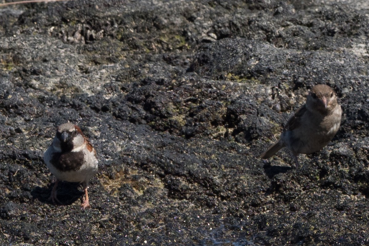 House Sparrow - ML644817702