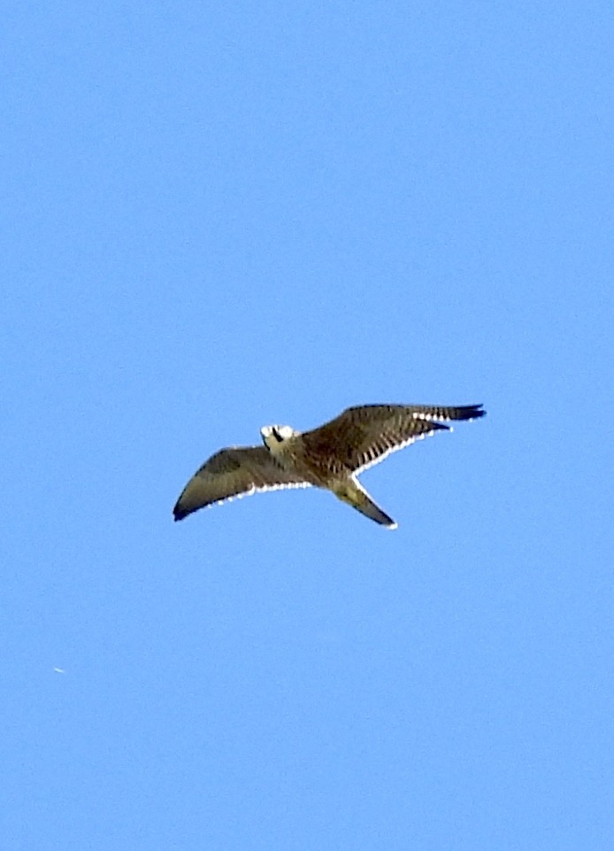 Peregrine Falcon - ML644817709