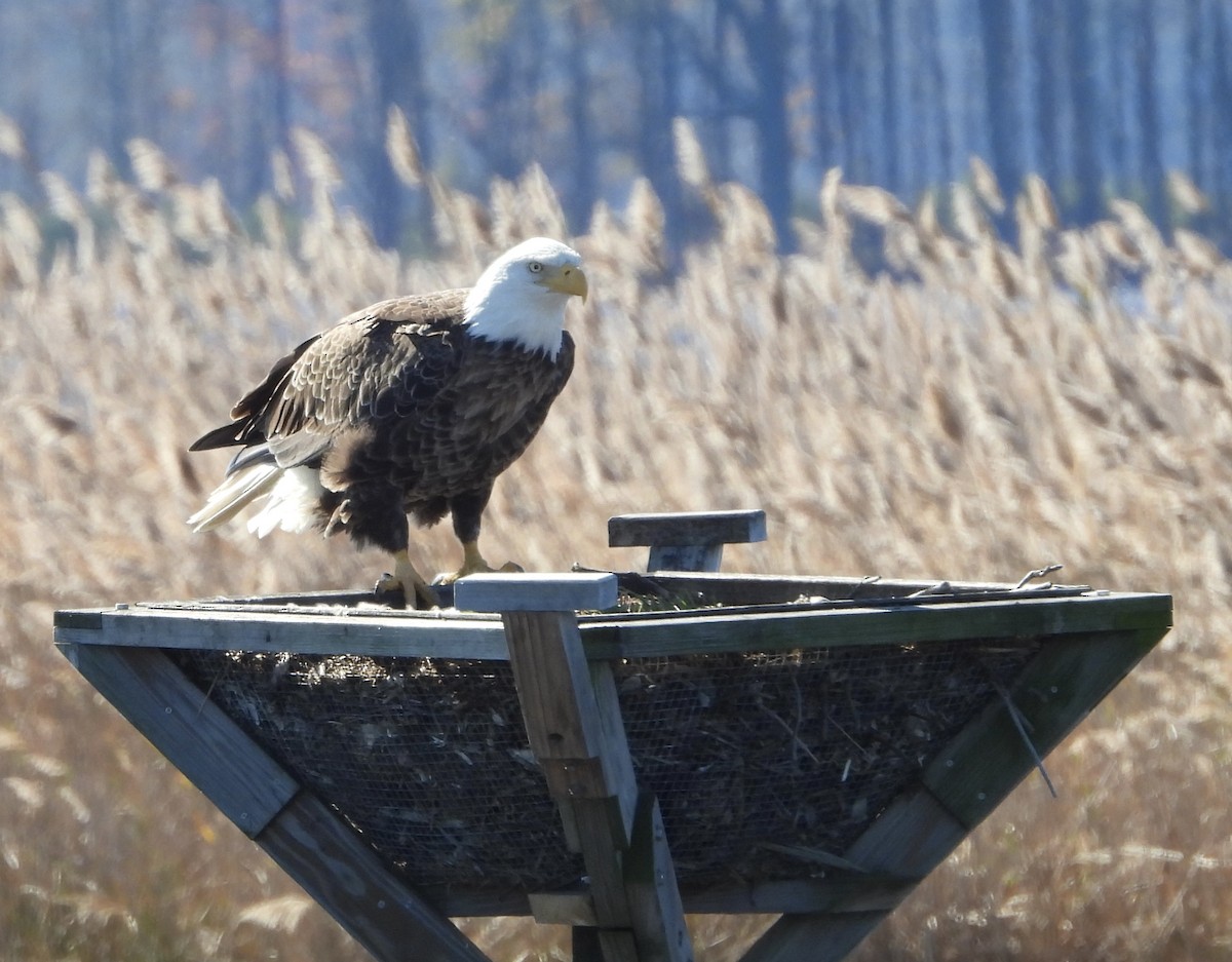 Pygargue à tête blanche - ML644817722