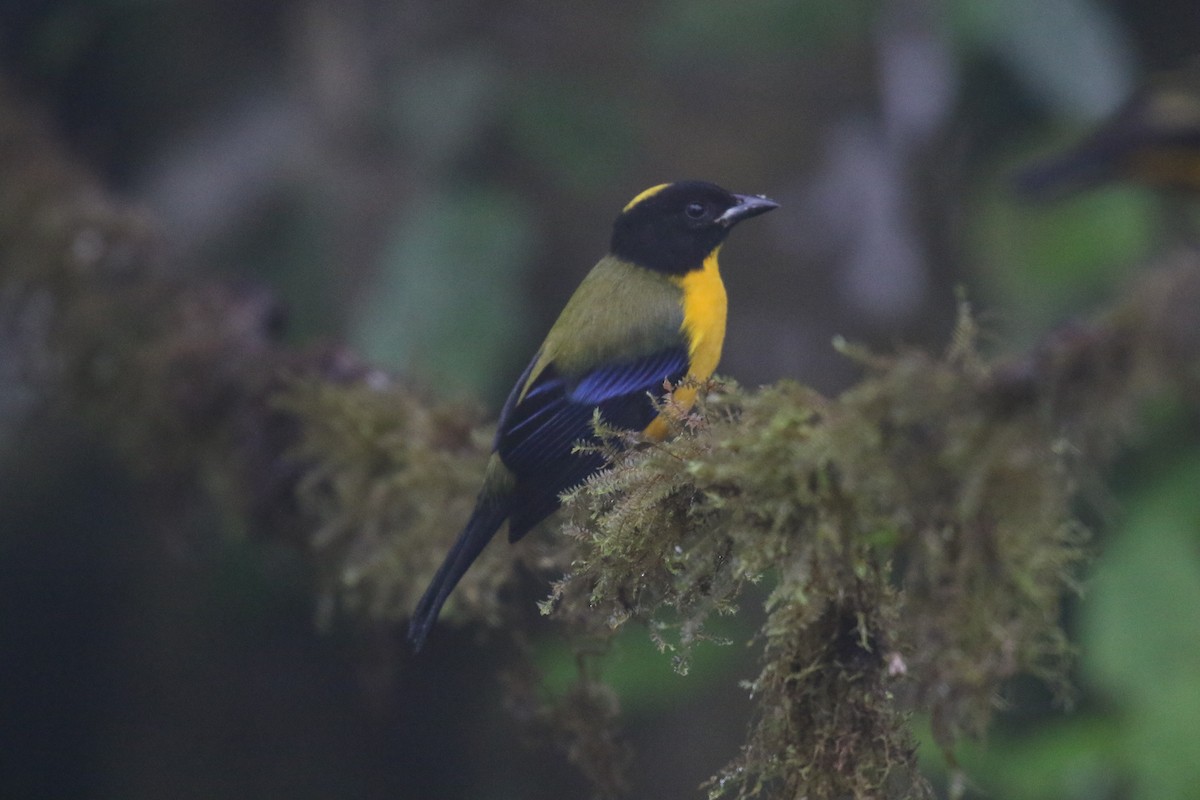 クロアゴヤマフウキンチョウ - ML644817727