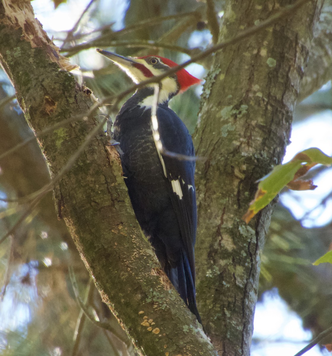 Grand Pic - ML644817730