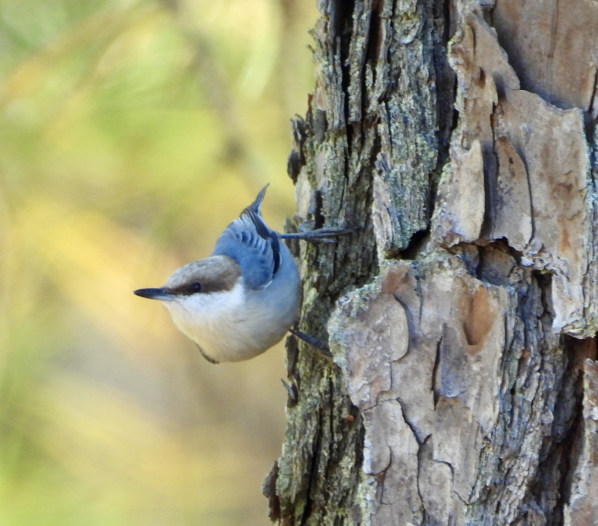 Sittelle à tête brune - ML644817736