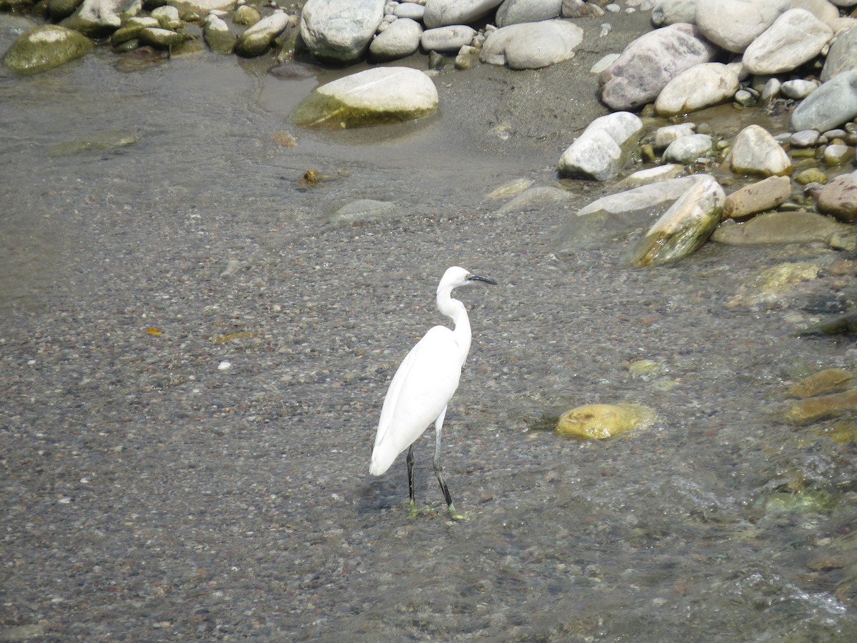 Малая белая цапля - ML644817741